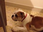 Cucciola Bulldog Inglese - Foto n. 4