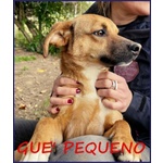 🐶 Altra Razza maschio in adozione a Milano (MI) e in tutta Italia da privato