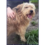🐶 Altra Razza maschio in adozione a Milano (MI) e in tutta Italia da privato