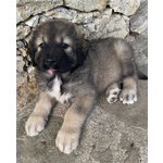 🐶 Pastore Ungherese Femmina di 2 mesi in Vendita a Finale Ligure (sv) e in Tutta Italia da Privato