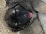 Cuccioli Pastore del Caucaso - Foto n. 3