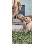 🐶 Golden Retriever di 6 settimane (cucciolo) in vendita a Camaiore (LU) e in tutta Italia da privato