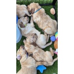 Cuccioli di Golden Retriever - Foto n. 2