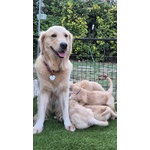 Cuccioli di Golden Retriever - Foto n. 3