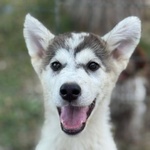 Wondy Cucciolo Husky 3 mesi e Mezzo Cerca Adozione - Foto n. 1