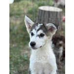 Wondy Cucciolo Husky 3 mesi e Mezzo Cerca Adozione - Foto n. 2