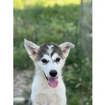 Wondy Cucciolo Husky 3 mesi e Mezzo Cerca Adozione - Foto n. 3
