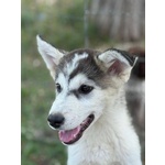 Wondy Cucciolo Husky 3 mesi e Mezzo Cerca Adozione - Foto n. 4