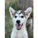 Wondy Cucciolo Husky 3 mesi e Mezzo Cerca Adozione - Foto n. 5