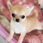 🐶 Chihuahua in vendita a Milano (MI) e in tutta Italia da privato