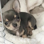 🐶 Chihuahua in vendita a Milano (MI) e in tutta Italia da privato