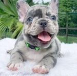 🐶 Bulldog Francese in vendita a Milano (MI) e in tutta Italia da privato