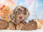 🐶 Bassotto in vendita a Milano (MI) e in tutta Italia da privato