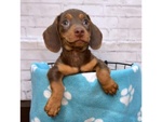 🐶 Bassotto in vendita a Milano (MI) e in tutta Italia da privato