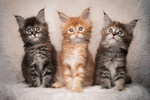 🐱 Maine Coon in vendita a Milano (MI) e in tutta Italia da privato