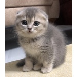 🐱 Scottish Fold in vendita a Milano (MI) e in tutta Italia da privato