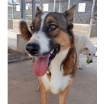 Shiva Cagnolina 2 anni Cerca casa - Adozione Canile di Latina - Foto n. 2