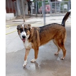 Shiva Cagnolina 2 anni Cerca casa - Adozione Canile di Latina - Foto n. 3