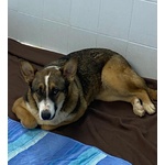 Shiva Cagnolina 2 anni Cerca casa - Adozione Canile di Latina - Foto n. 4