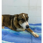 Shiva Cagnolina 2 anni Cerca casa - Adozione Canile di Latina - Foto n. 5