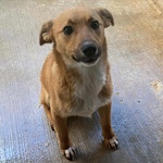 Cerbiatto Dolce Cagnolino 2 anni Cerca casa - Adozione Canile di Latina - Foto n. 2