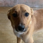 Cerbiatto Dolce Cagnolino 2 anni Cerca casa - Adozione Canile di Latina - Foto n. 3
