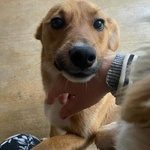 Cerbiatto Dolce Cagnolino 2 anni Cerca casa - Adozione Canile di Latina - Foto n. 5