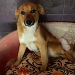 Cerbiatto Dolce Cagnolino 2 anni Cerca casa - Adozione Canile di Latina - Foto n. 6