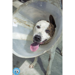 🐶 Altra Razza maschio di 9 anni e 3 mesi in adozione a Chioggia (VE) e in tutta Italia da associazione animali