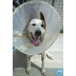 Tobia – Quando la casa Sparisce, Resta solo il Cuore - Foto n. 3