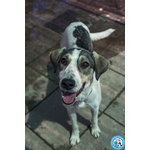 🐶 Altra Razza femmina di 1 anno e 2 mesi in adozione a Chioggia (VE) e in tutta Italia da associazione animali