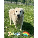 Dave 3anni Buono e Mite - Foto n. 3