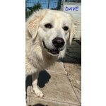 Dave 3anni Buono e Mite - Foto n. 5