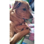 🐶 Altra Razza femmina in adozione a Milano (MI) e in tutta Italia da privato