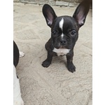 🐶 Bulldog Francese Maschio di 2 mesi in Vendita a bra (cn) da Privato