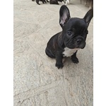 Cuccioli di Bulldog Francese - Foto n. 2