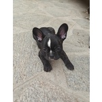 Cuccioli di Bulldog Francese - Foto n. 3