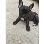 Cuccioli di Bulldog Francese - Foto n. 4