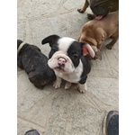 Cuccioli di Bulldog Francese - Foto n. 5