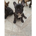 Cuccioli di Bulldog Francese - Foto n. 6