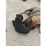 Cuccioli di Bulldog Francese - Foto n. 7