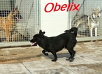 Obelix Affettuoso tg Media Contenuta - Foto n. 3