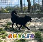 Obelix Affettuoso tg Media Contenuta - Foto n. 6