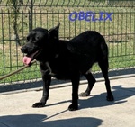 Obelix Affettuoso tg Media Contenuta - Foto n. 7