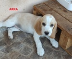 🐶 Beagle di 2 mesi in vendita a L'Aquila (AQ) da privato