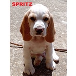4 Cuccioli di Beagle con Pedigree e Microchip - Foto n. 2