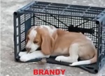 4 Cuccioli di Beagle con Pedigree e Microchip - Foto n. 3