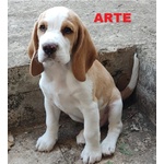 4 Cuccioli di Beagle con Pedigree e Microchip - Foto n. 4
