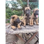 Pastore Belga Malinois Puglia bari Lecce Taranto Foggia Brindisi Barletta Andria Trani - Foto n. 1