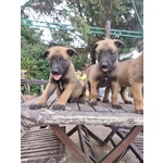 Pastore Belga Malinois Puglia bari Lecce Taranto Foggia Brindisi Barletta Andria Trani - Foto n. 2